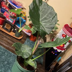 Plants
