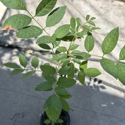 Arbol De Sombra
