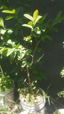 Guayaba,, Pinzan