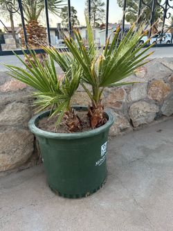 Two Palms In A Pot.