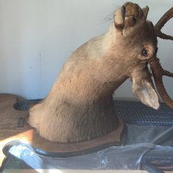 Deer Head 