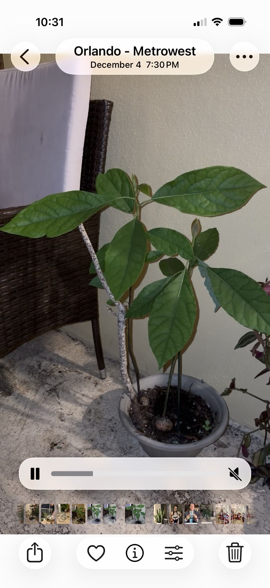 2 Avocado Trees
