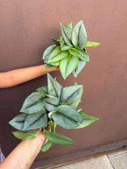 4” scineapsua moonlight