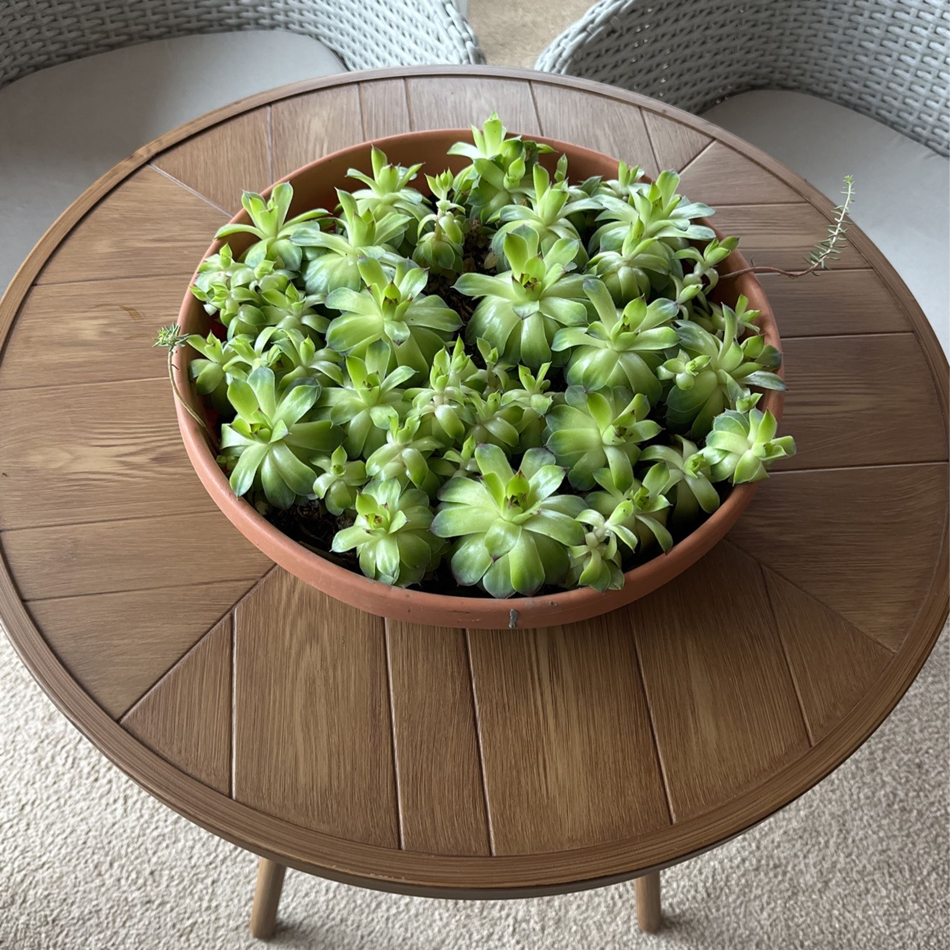 Hens & Chicks Live Plants 15” Diameter