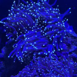 Gold Tip Torch Coral