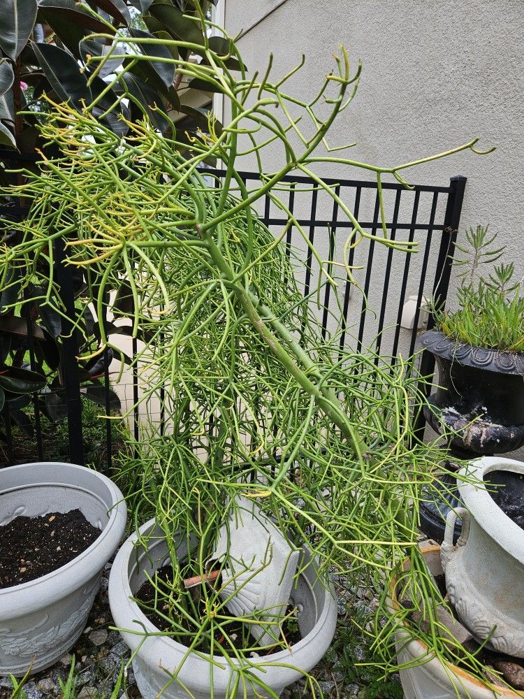 Pencil Cactus With Pots