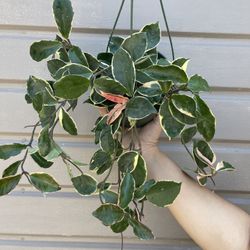 6” hoya queen tricolor 