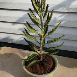 Alligator 🐊 Plant 