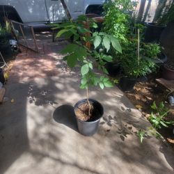 Tropical Ash Fraxinus Uhdei Shade Tree