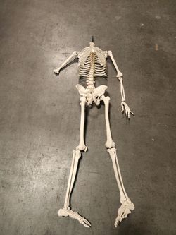 Full Size Human Anatomy Skeleton Model