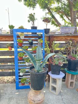 Large blue agave