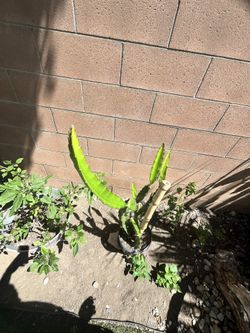 Dragon Fruit Plants