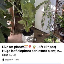 Live art plant!!🎊🎈🪴~5ft 12” pot) Huge leaf elephant ear, exact plant, zip95820