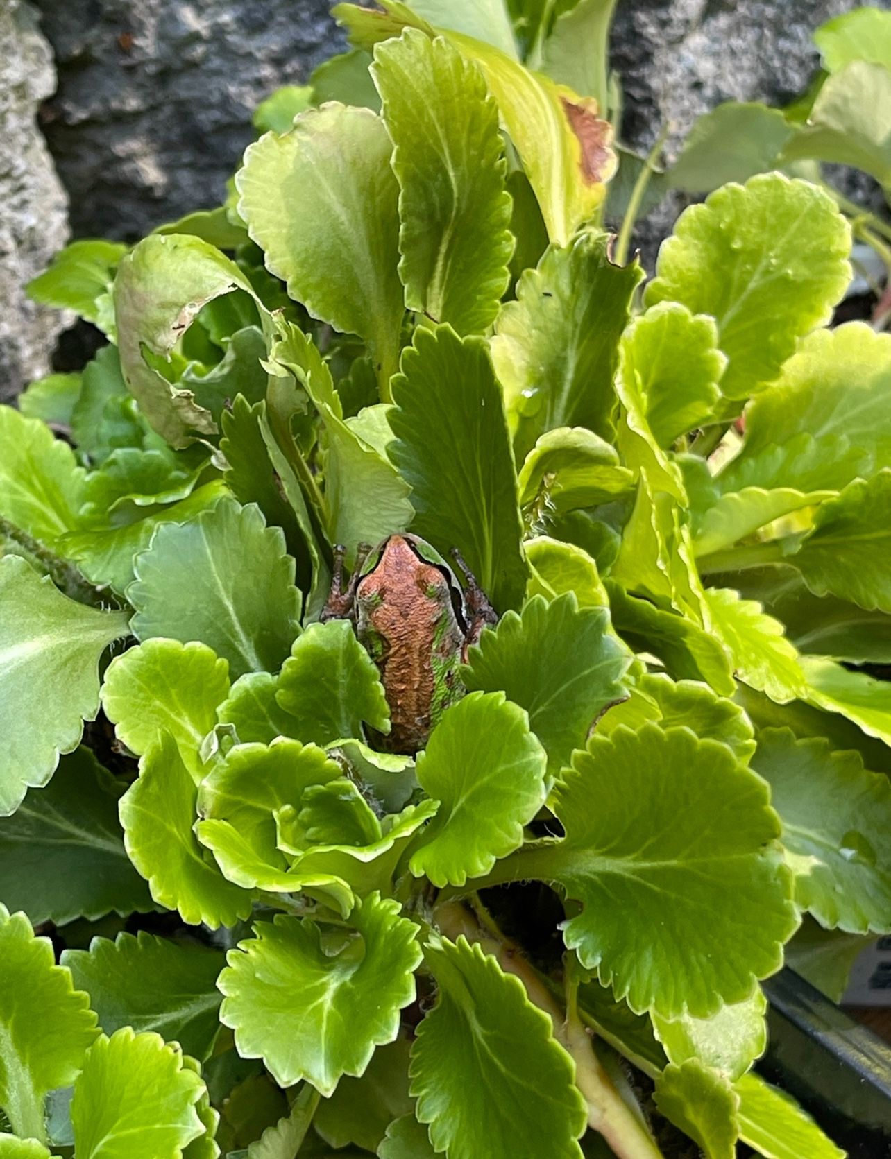 Saxifrage London Pride Evergreen Perennial Ground Cover Plants About 7 In One Pot.