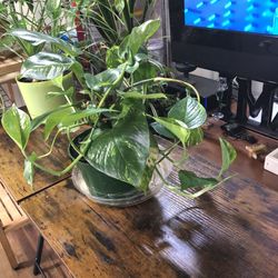 Golden Pothos 