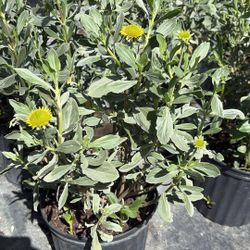 3 Gallons Seaside Bush - Vibrant Color All Year Round 