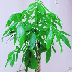 Money Tree