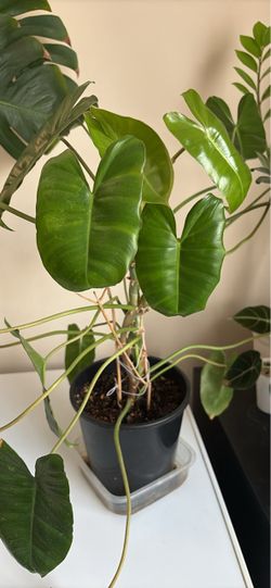 Philodendron Burle Marx Cuttings