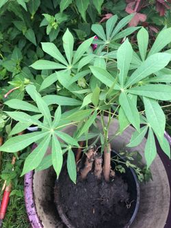 3 yuca sticks already sprout