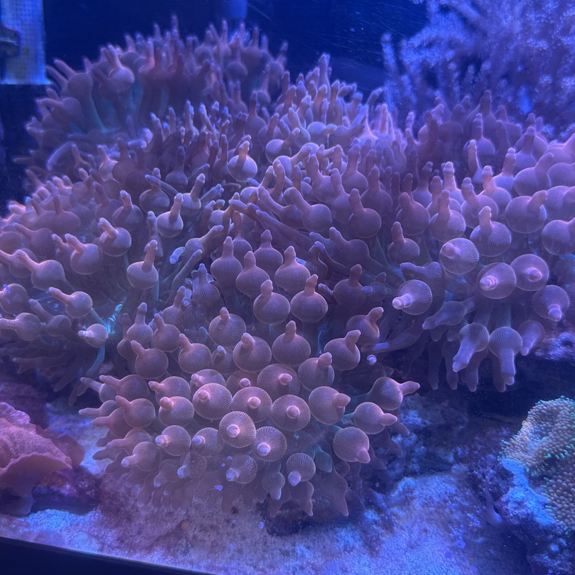 Bubble Tip Anemones