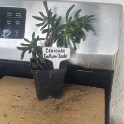 Crassula Gollum Jade