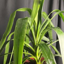 Plant And Tools 35ave/glendale 