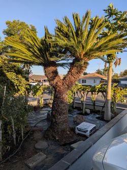 Sago Palm tree