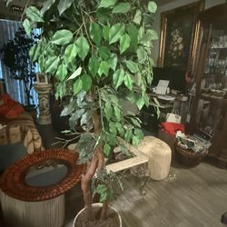 Tall Plant