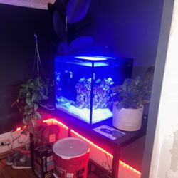 15 Gal Aio Saltwater Tank