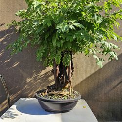 Old Calliandra RED Bonsai Tree