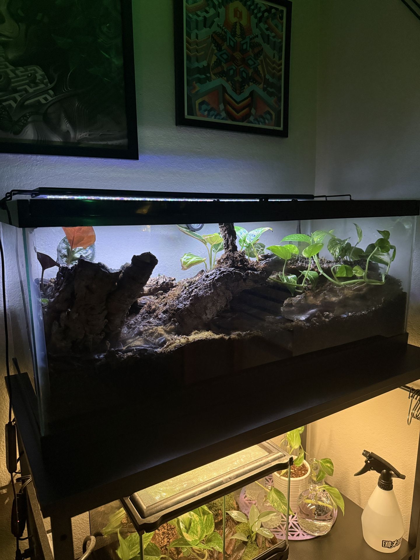 Large Bioactive Terrarium