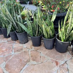 Indoor outdoor houseplants $20 each