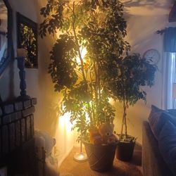 7.5 ft × 5ft SILK PLANT In 2foot Planter/ Asking $180 Or Best Offer