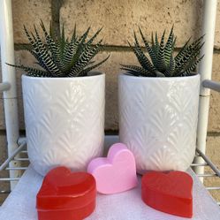 Valentines Day Zebra Plant 