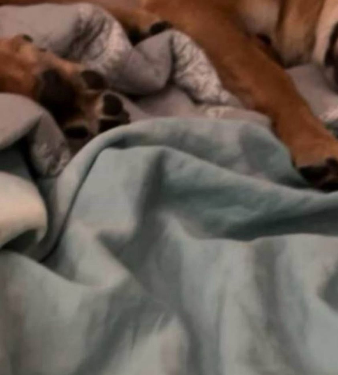 Not A Dog