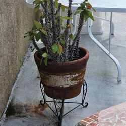Plants Wirh Pot