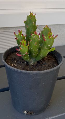 Gumbi Opuntia Subulata Cactus.  (Austrocylindropuntia.)