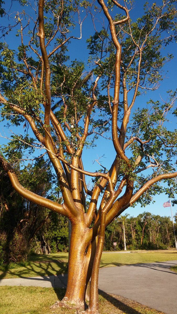 Gumbo Limbo Tree Seeds