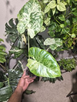 Alocasia Odora Batik