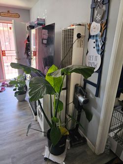 COLOCASIA PLANT ( Elephant ears )