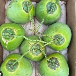 Coconut  1 For$ 3  2 For $5  Or Box Of 7 For $15