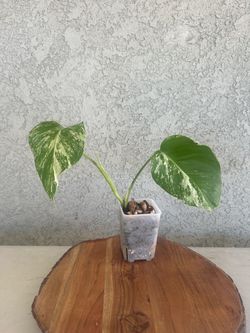 Monstera albo