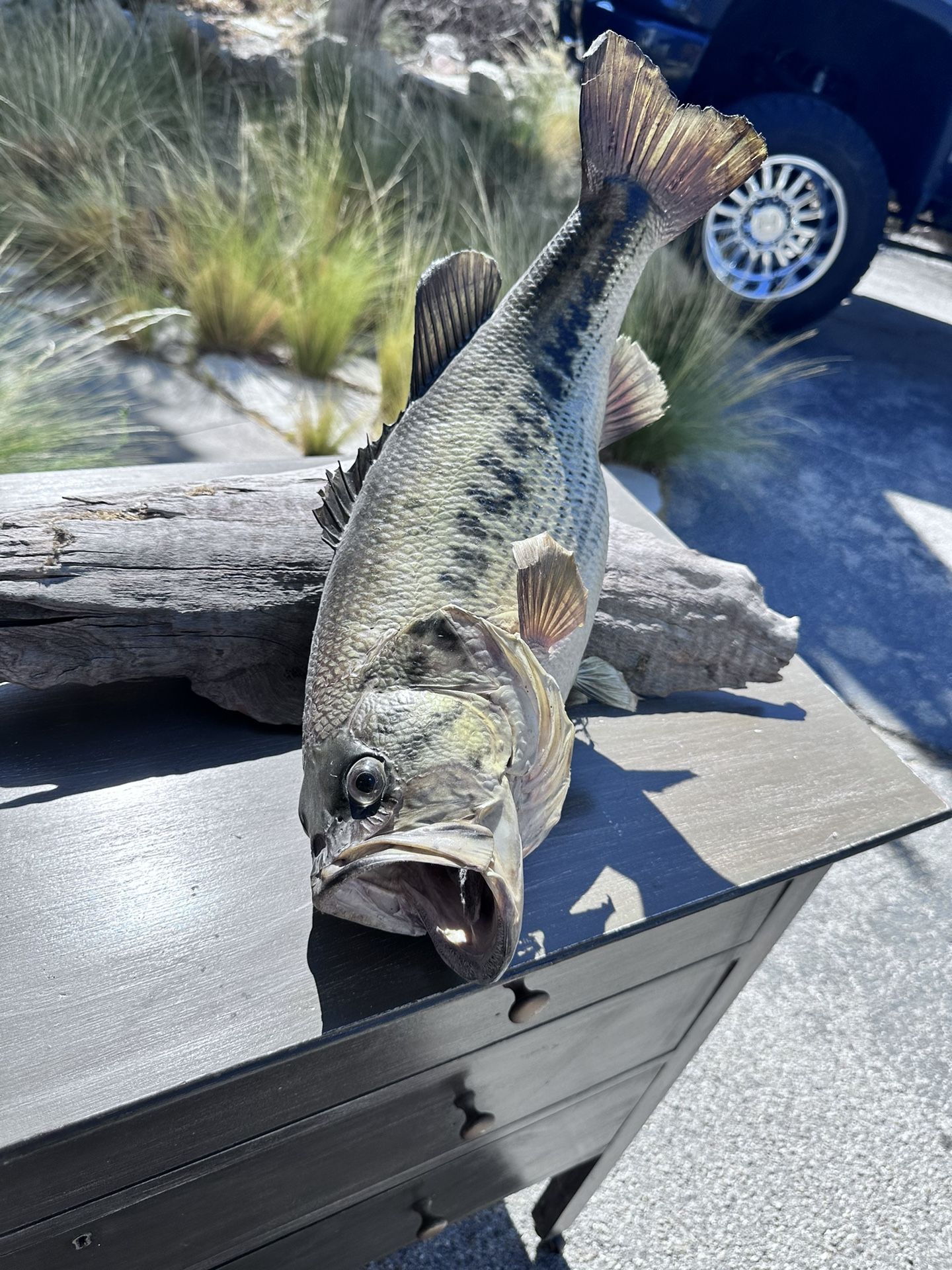 Two Taxidermy Fish