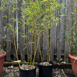 5 Gallon Pots Of Golden Bamboo