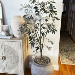 5ft olive tree