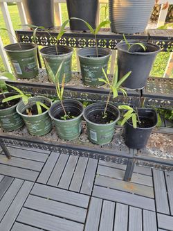 Palm Trees Babies 🌴 (Will Grow Big)