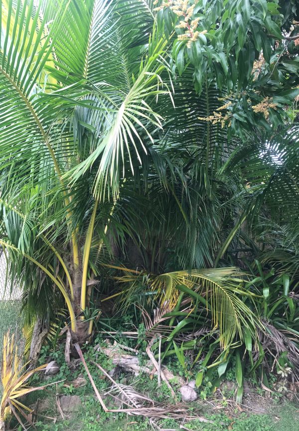 Palm and Coconut trees for Sale in Miami, FL OfferUp