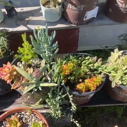 Succulents