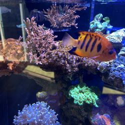 Fish Tank And Decor