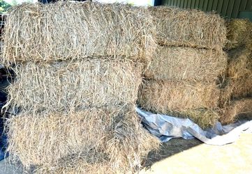 Fresh cut fescue square bales